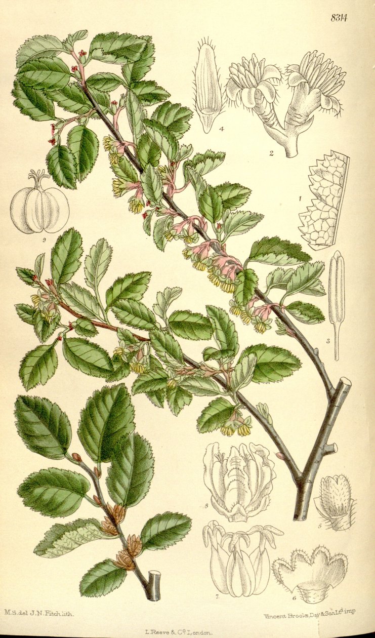 Nothofagus antarktisz alkotó: J.N. Fitch