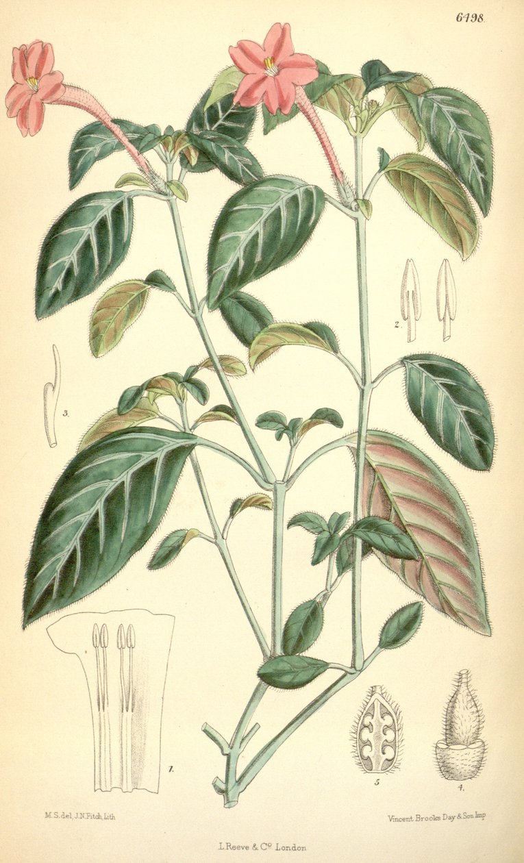 Ruellia portellae alkotó: Matilda Smith
