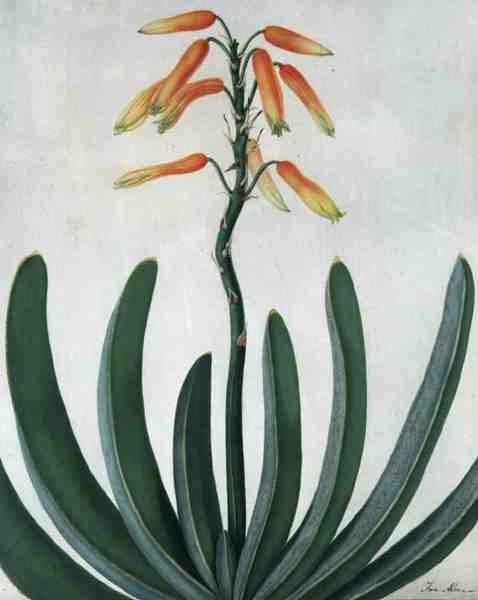 Aloe Striata (akvarell és gouache, ceruza, pergamen) alkotó: Matilda Conyers