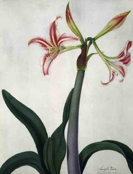 Amaryllis Vitata (akvarell és gouache, ceruza, pergamen) alkotó: Matilda Conyers