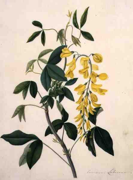 Laburnum Anagyroides (gouache, ceruza, pergamen) alkotó: Matilda Conyers