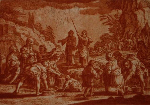 Az izraeliták mannát gyűjtenek, illusztráció a Bibliából, Gabriel Bodeneer (1673-1766) metszete (szepiavágás). alkotó: Mattaus II (after) Merian