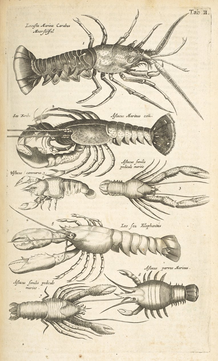 Tab II, Homárok, Illusztráció a "Négylábúak természettörténetéből" alkotó: Mattaus the Younger Merian