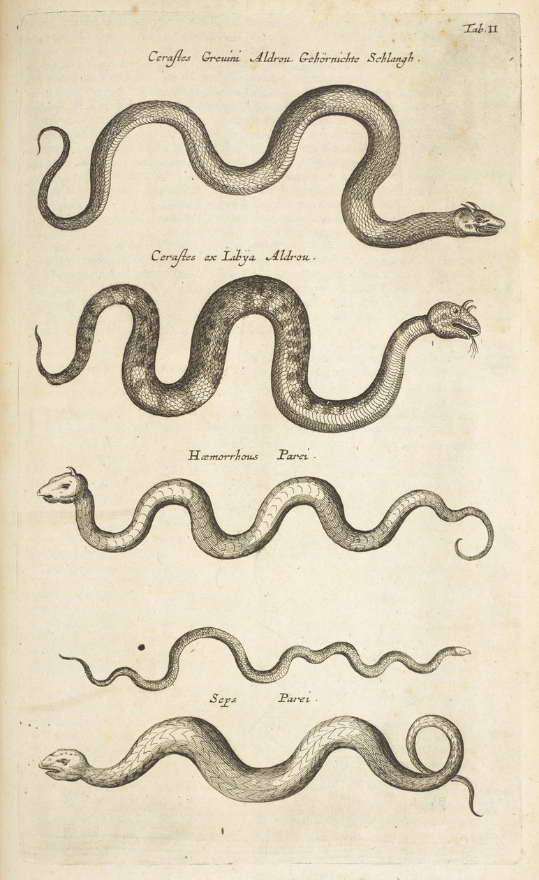 Tab II, Kígyók, Illusztráció a "Négylábúak természettörténetéből" alkotó: Mattaus the Younger Merian