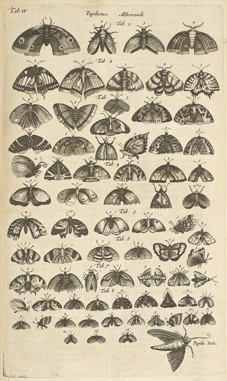 Tab. IV, Pillangók és lepkék, Illusztráció a "Négylábúak természettörténetéből" alkotó: Mattaus the Younger Merian