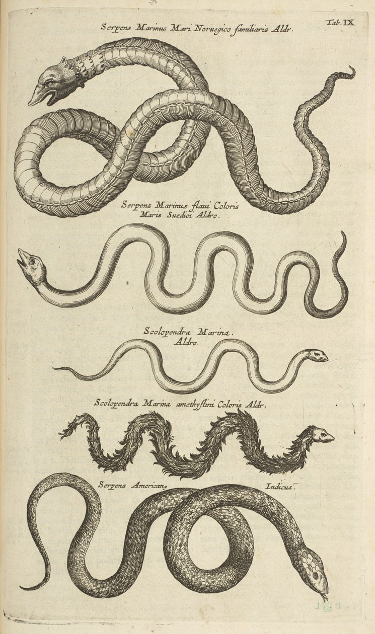 IX. lap, Tengeri kígyók, Illusztráció a "Négylábúak természettörténetéből" alkotó: Mattaus the Younger Merian