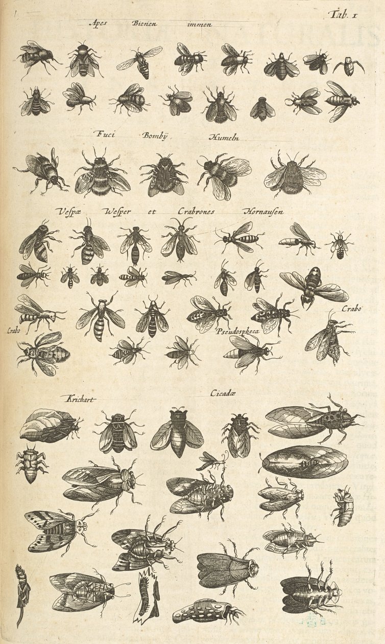 I. lap, Méhek és darazsak, Illusztráció a "Négylábúak természettörténetéből" alkotó: Mattaus the Younger Merian