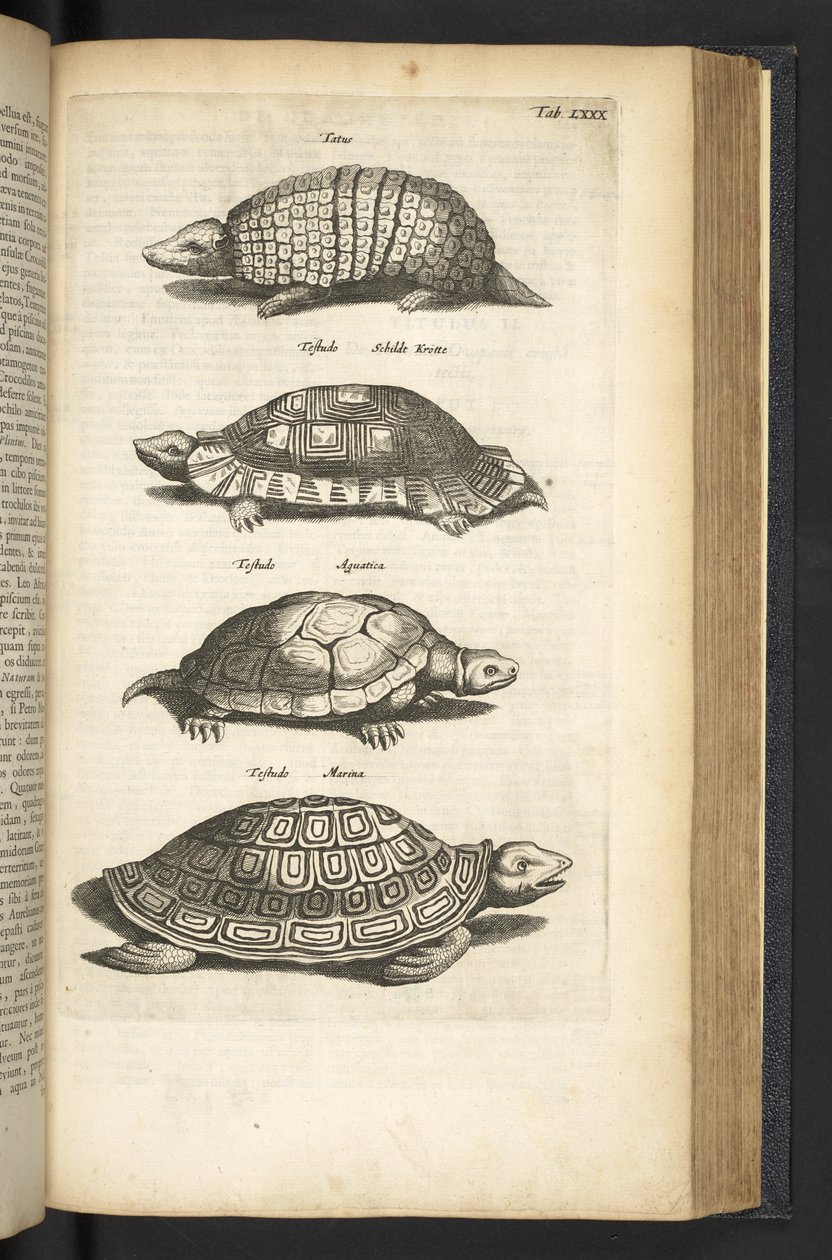 80. lap, Teknősök, Illusztráció a „Négylábúak természettörténetéből” alkotó: Mattaus the Younger Merian