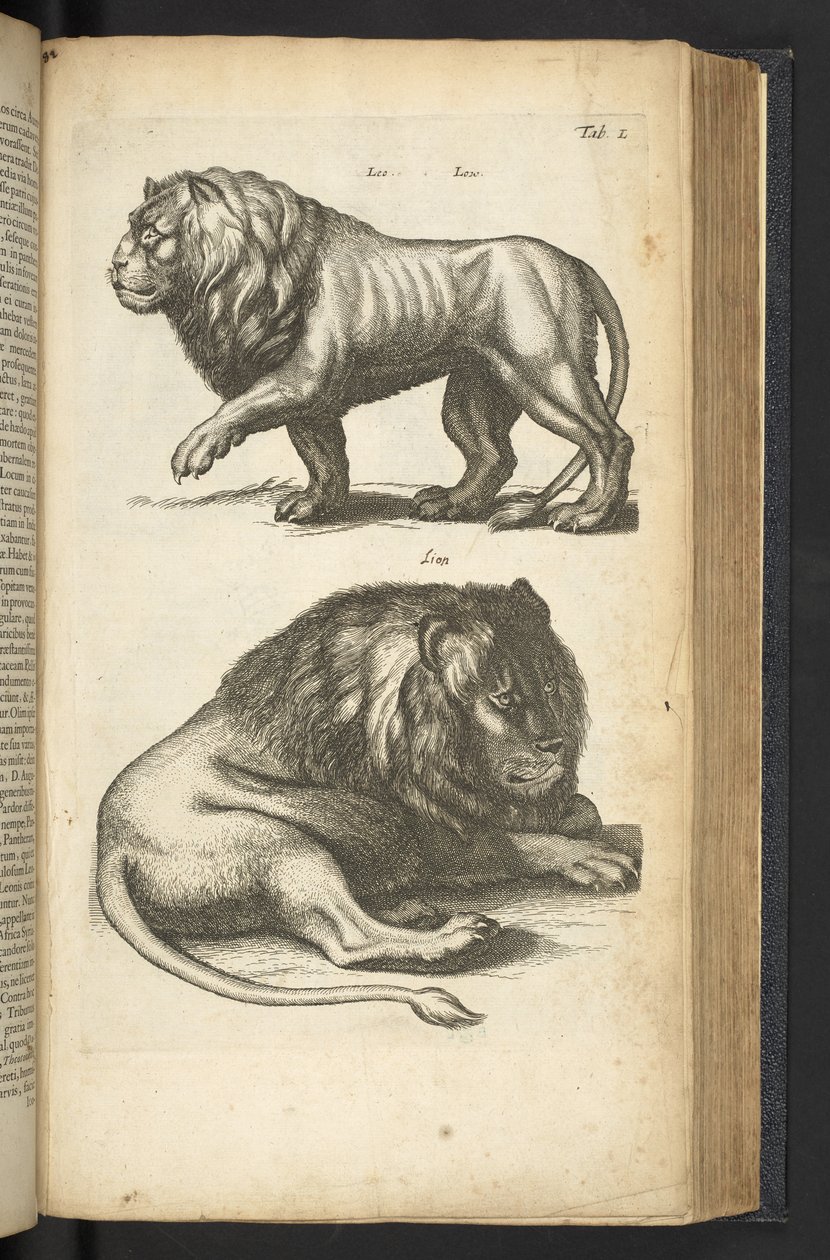 L lap, Oroszlánok, illusztráció a „Négylábúak természettörténetéből” alkotó: Mattaus the Younger Merian