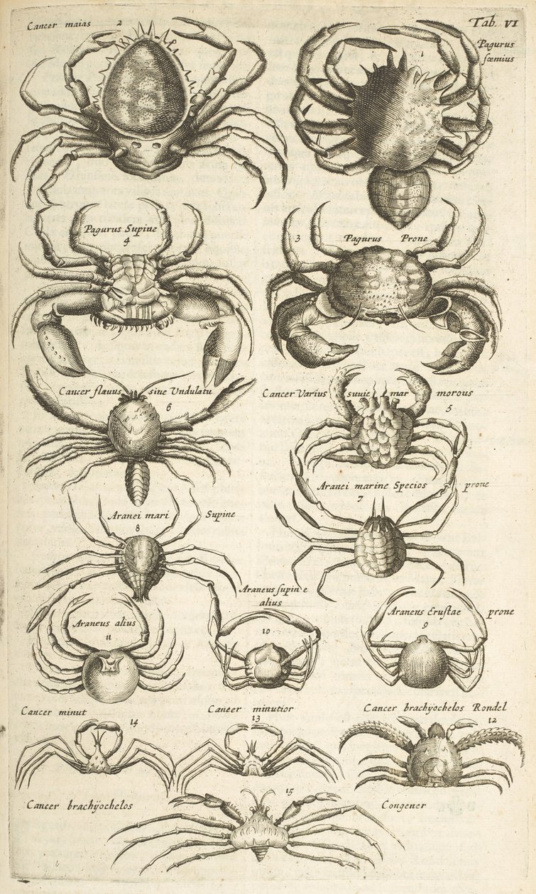 VI. lap, Rákok, Illusztráció innen alkotó: Mattaus the Younger Merian