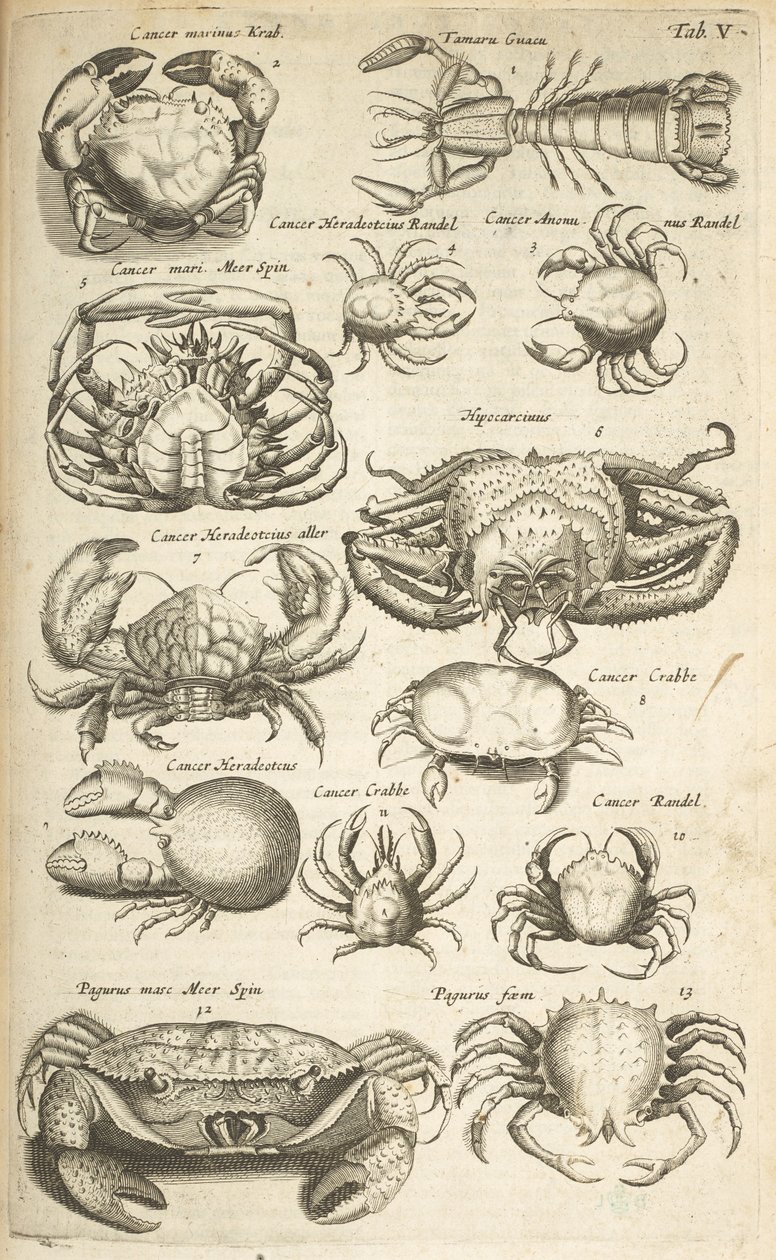 V. lap, Rákok, Illusztráció a „Négylábúak természettörténetéből” alkotó: Mattaus the Younger Merian