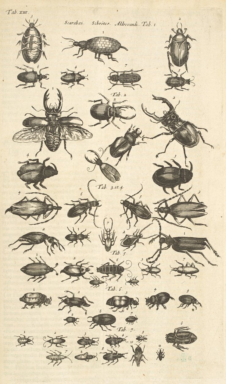 XIII. lap, Bogarak, Illusztráció a "Négylábúak természettörténetéből" alkotó: Mattaus the Younger Merian
