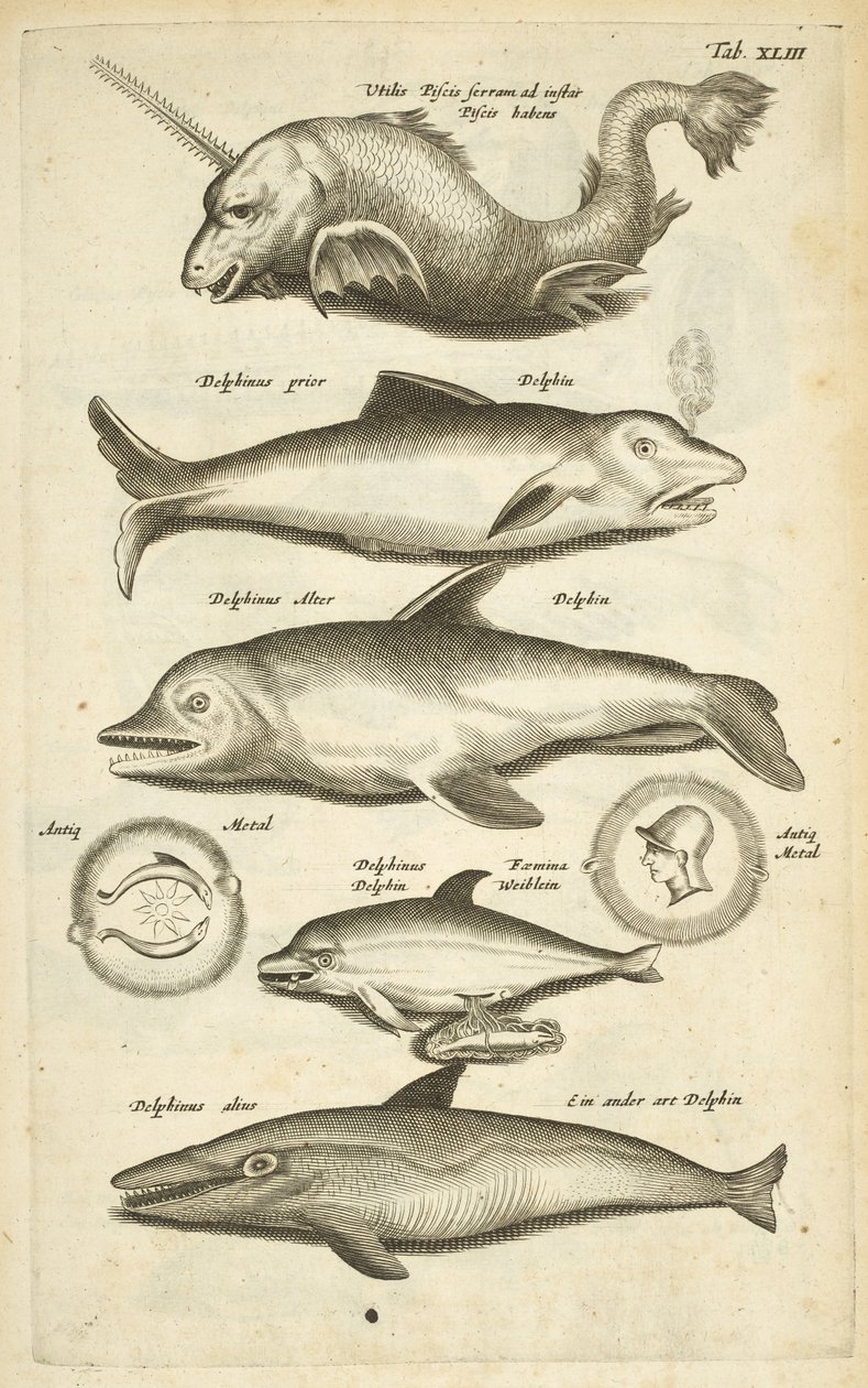43. lap, Delfinek, Illusztráció a 
