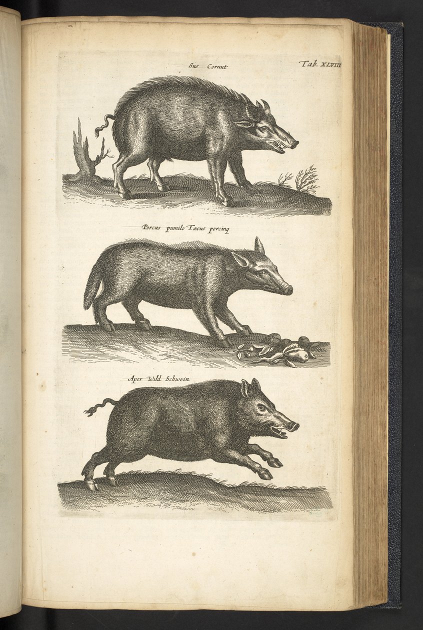 48. lap, Vaddisznó, Illusztráció a „Historiæ naturalus de quadrupetebus” című könyvből alkotó: Mattaus the Younger Merian