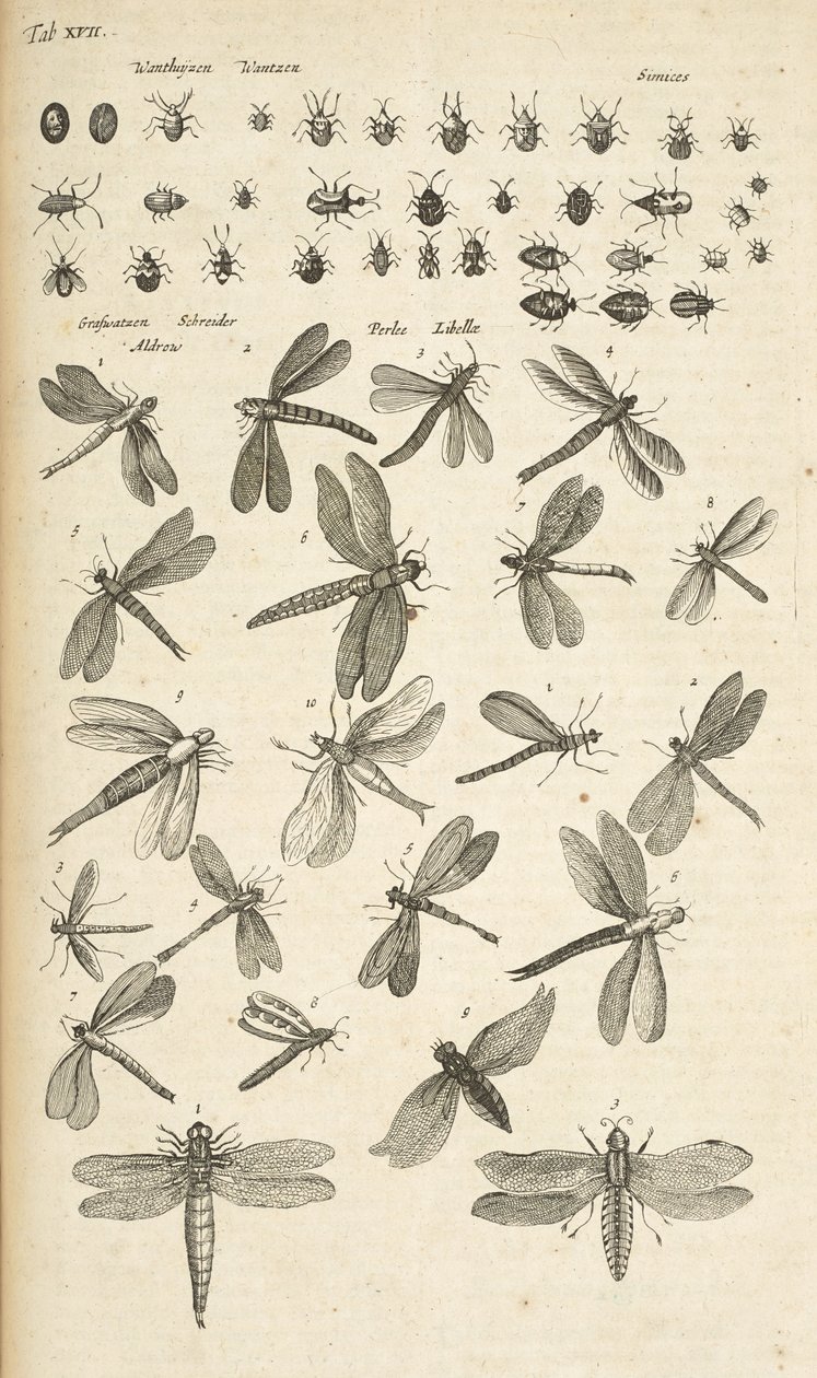 XVII. lap, Szitakötők, Illusztráció a "Négylábúak természettörténetéből" alkotó: Mattaus the Younger Merian