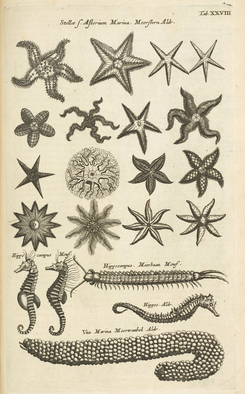 XXVIII. lap, Csillagok és csikóhalak, Illusztráció innen alkotó: Mattaus the Younger Merian