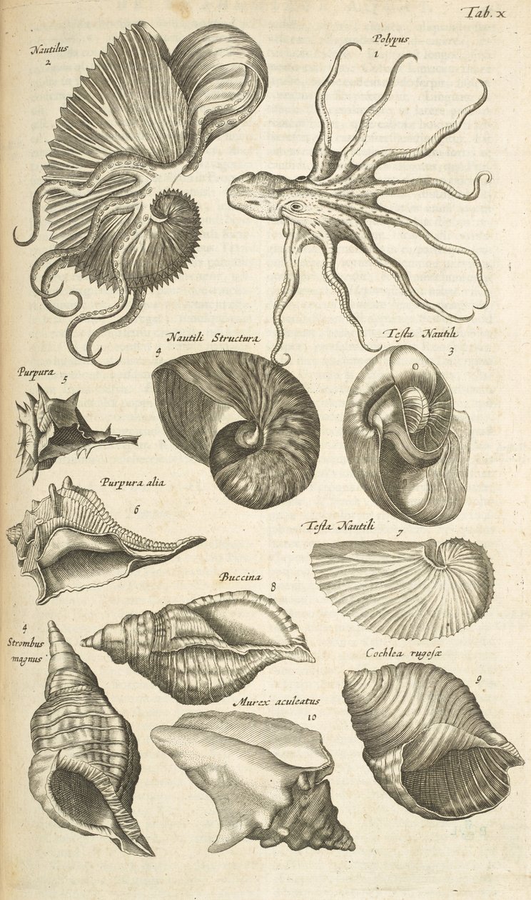 Tab X, Octopus és Nautilus kagylók, Illusztráció a 