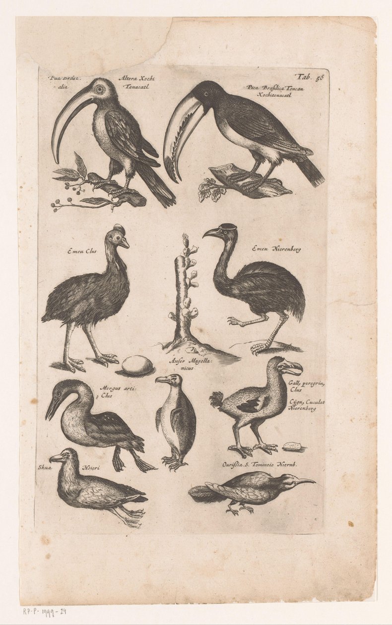 Toekans en andere vogels A madarak természetrajza, 6. könyv, J. Jonston (sorozat címe) alkotó: Matthaus Merian