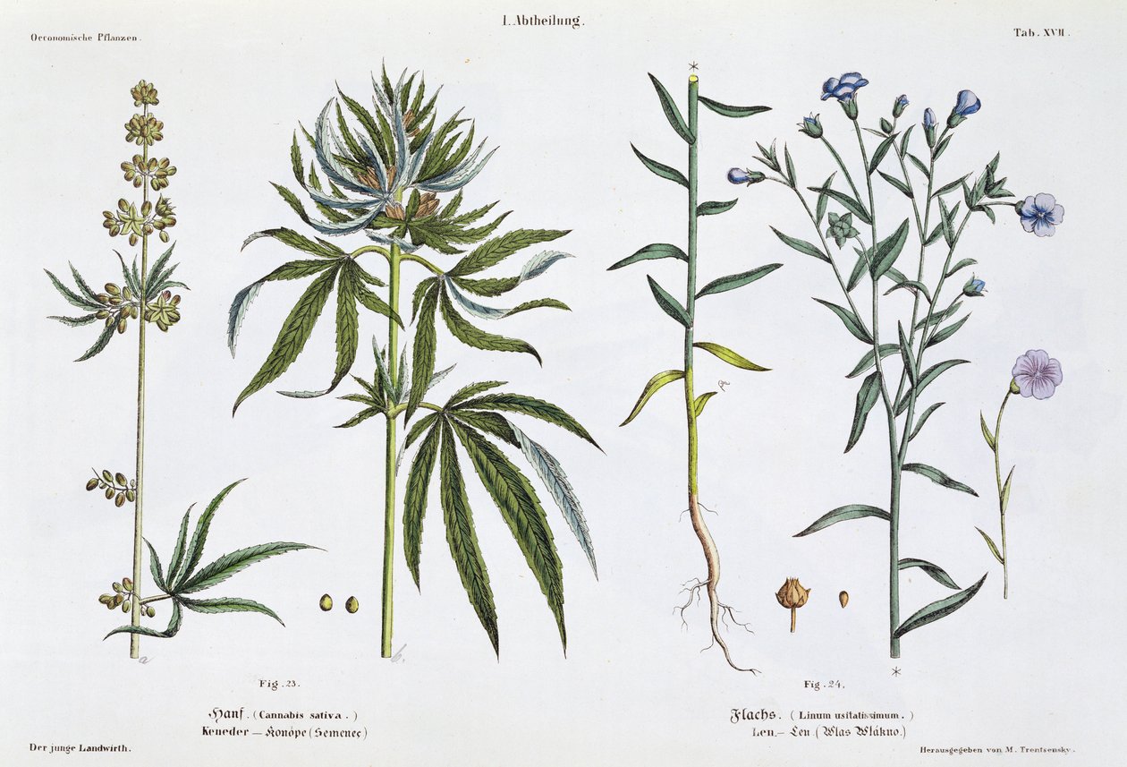 Kannabisz és len, a "The Young Landsman"-ből, Bécs, 1845 (kézzel színezett litó) alkotó: Matthias Trentsensky