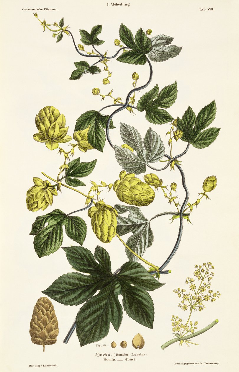 Hop Vine a "The Young Landsman"-ből, Bécs, 1845 (kézzel színezett litho) alkotó: Matthias Trentsensky