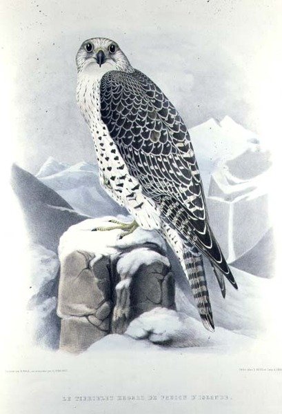 Izlandi sólyom, H. Schlegel & A.H. Verster de Wulverhorst "Traite de Fauconnerie" című művéből. alkotó: Mattias Wolf