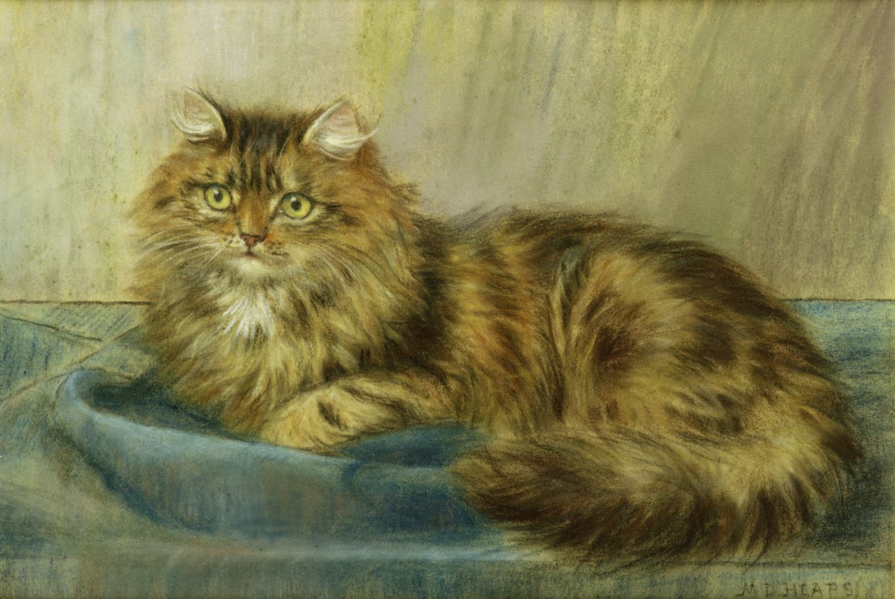 Perzsa macska pasztell alkotó: Maud D. Heaps