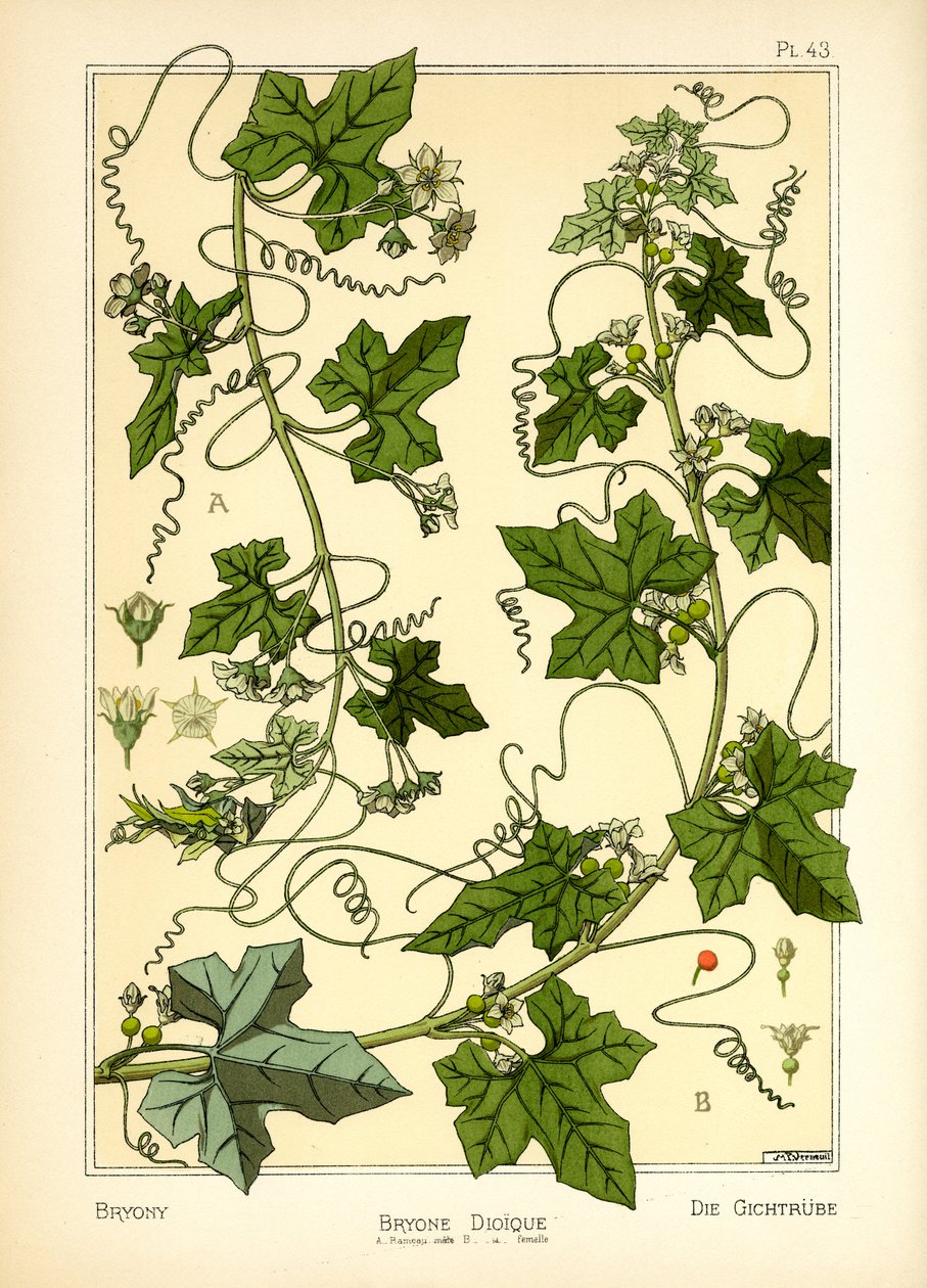 The Bryony (színes litó) alkotó: Maurice Pillard Verneuil