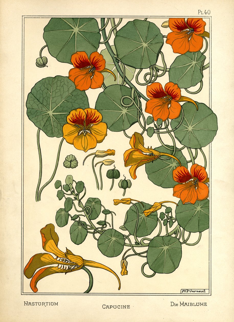 Nasturtium (színes litó) alkotó: Maurice Pillard Verneuil