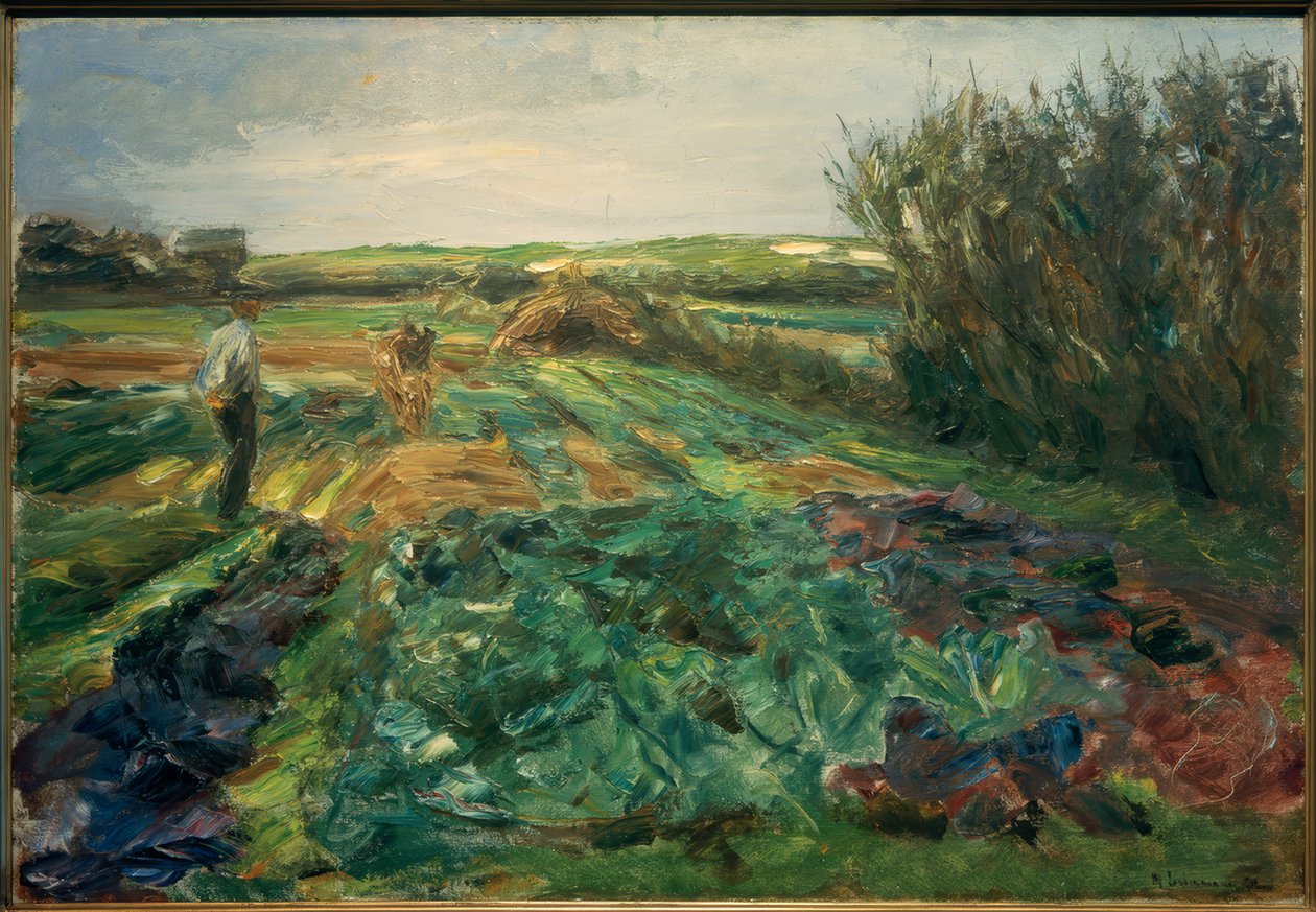 Das Kohlfeld (Kohlfeld Noordwijkben) alkotó: Max Liebermann