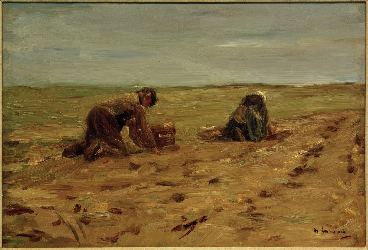 Burgonya betakarítás a dűnékben alkotó: Max Liebermann
