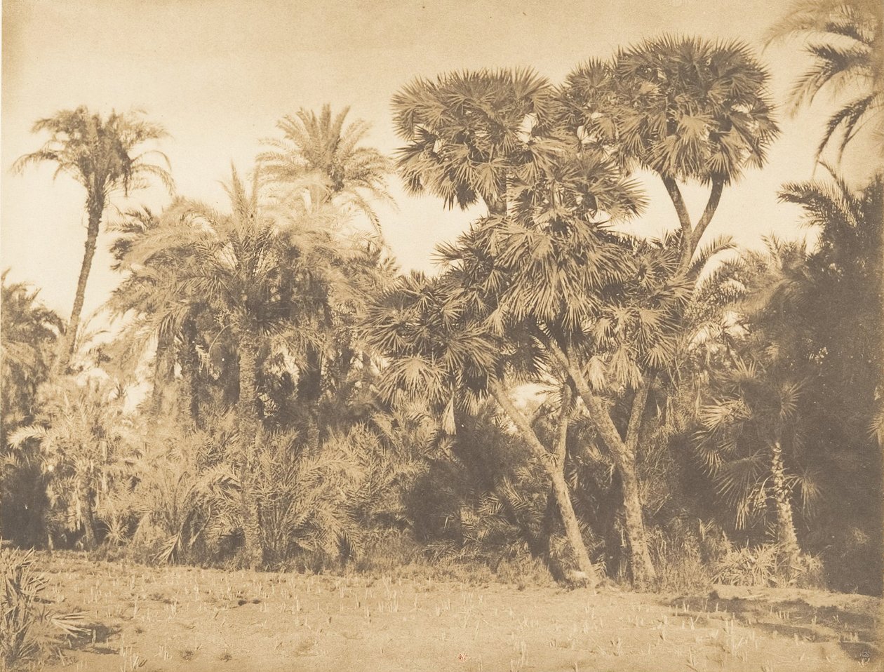 Datolyapálmák és doumsok erdeje, Hamarneh, 1849-50. alkotó: Maxime Du Camp