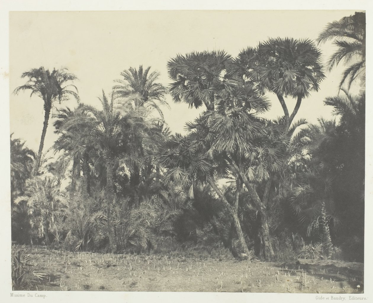 Datolyapálmák és pálmafák doumsai, Felső-Egyiptom, 184951, nyomtatva 1852-ben. alkotó: Maxime Du Camp