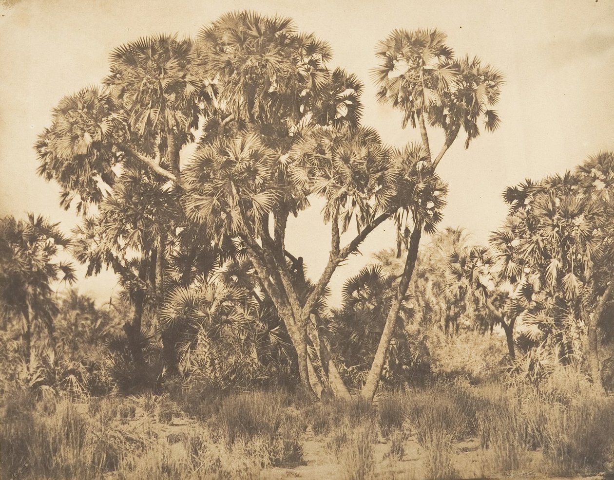 Doum Palms Hamarneh-ban, 1849-50. alkotó: Maxime Du Camp