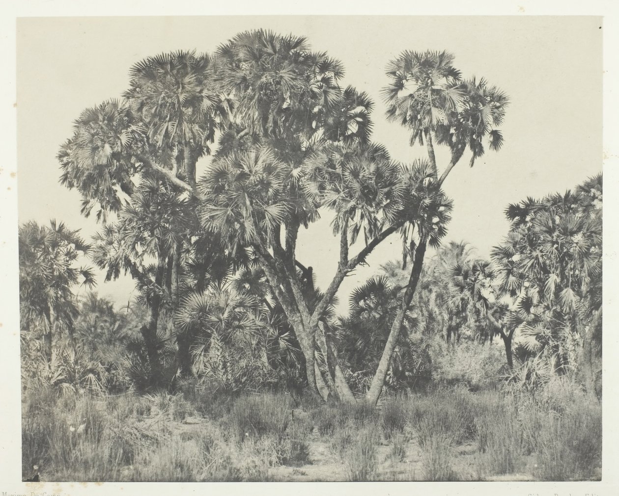 Pálmafák Doums, Felső-Egyiptom, 184951, nyomtatva 1852. alkotó: Maxime Du Camp