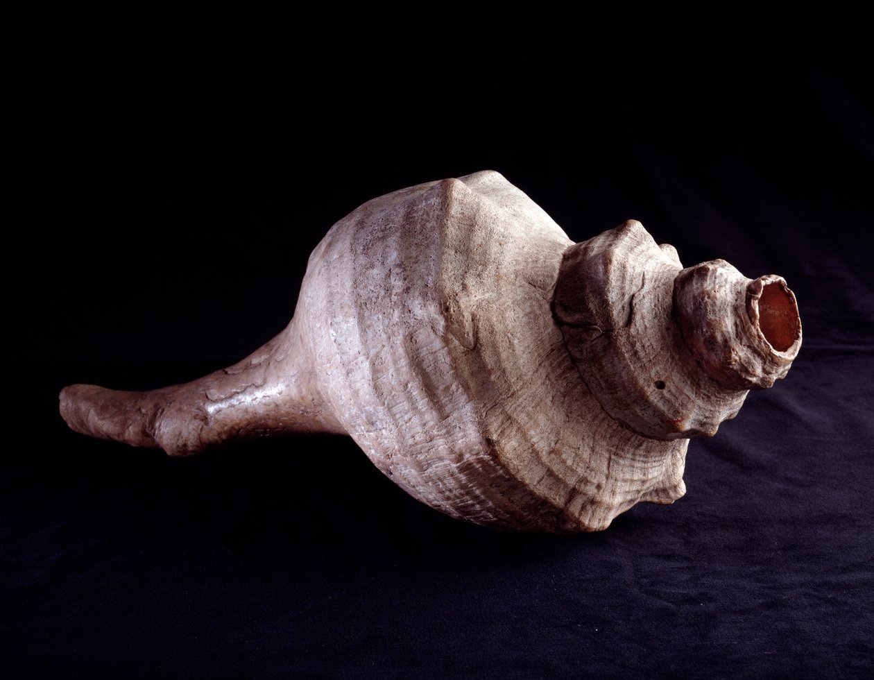 Prekolumbiai művészet, maja civilizáció, klasszikus korszak: hangszerként használt tengeri kagyló (trombita). Uaxactunból, Guatemalából. Homályos. 19,2x41,5 cm Guatemala, Museo Nazionale di Archeologia e Etnologia - Kolumbusz előtti művészet, maja civilizá alkotó: Mayan Mayan