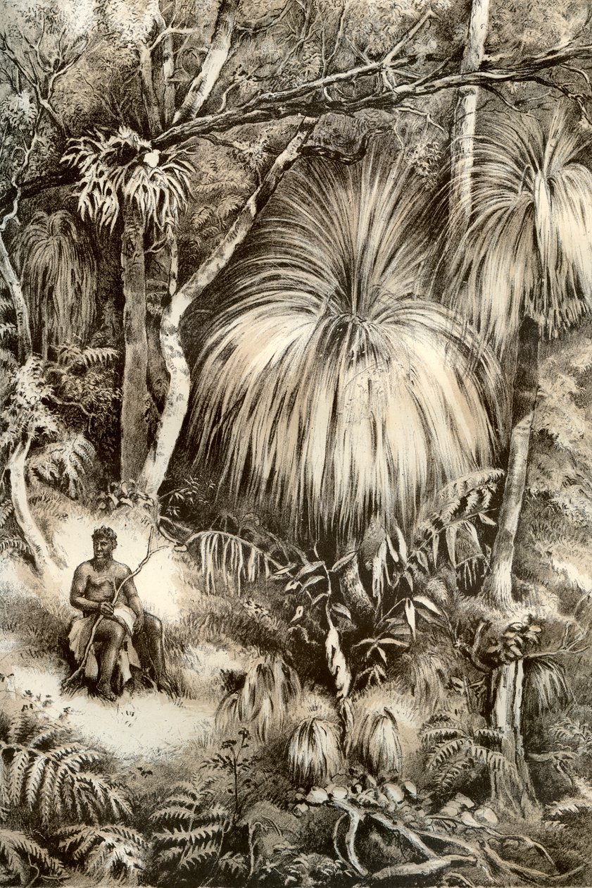 Tasmán erdei jelenet, 1879 alkotó: McFarlane and Erskine