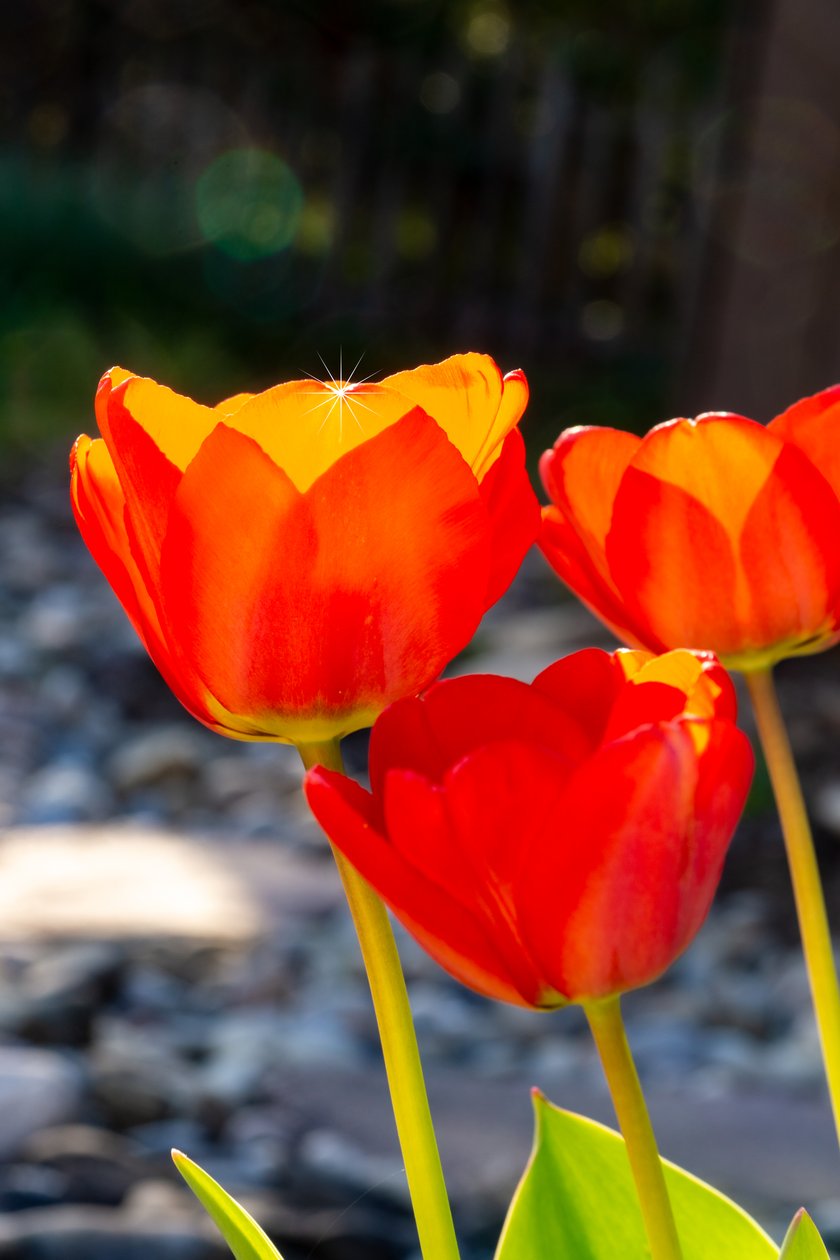 ragyogó TULIPA alkotó: Melanie Hermine Lichterfeld
