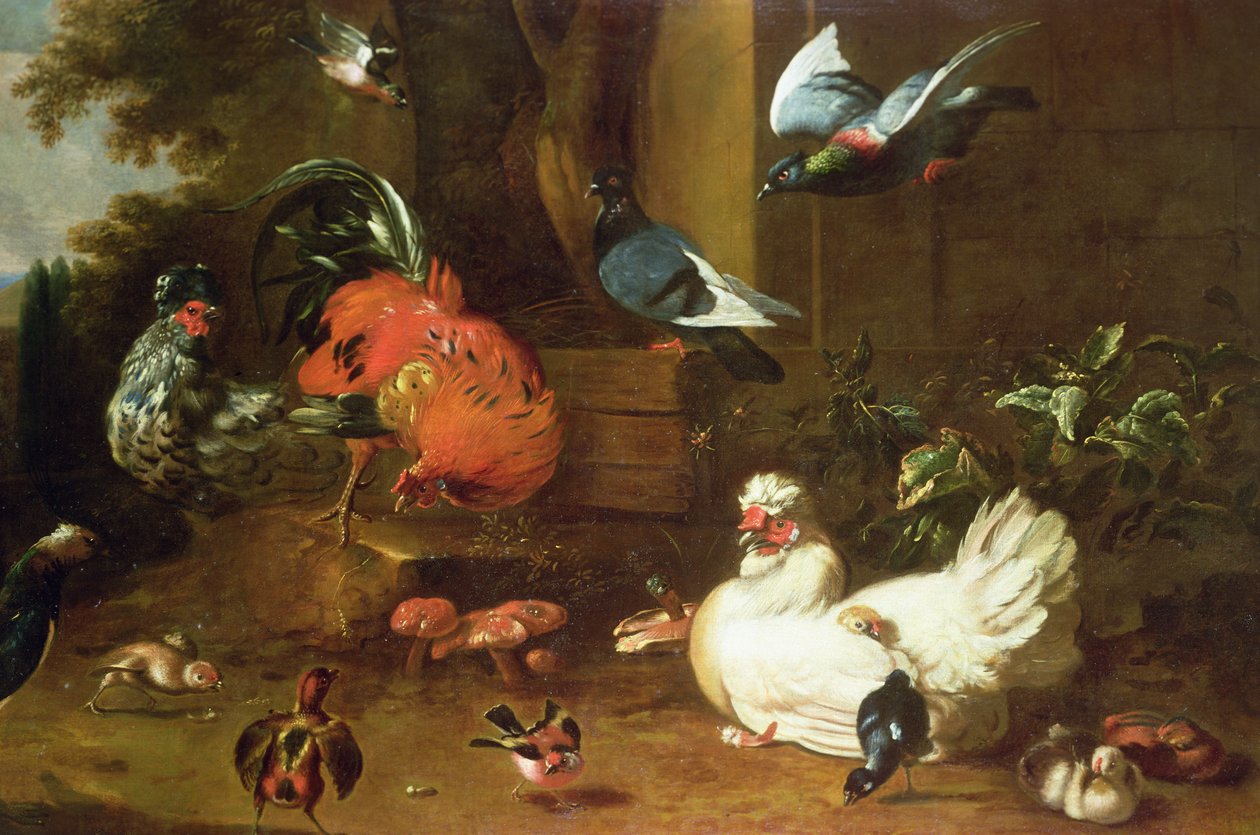 Baromfi a Parklandben alkotó: Melchior de Hondecoeter