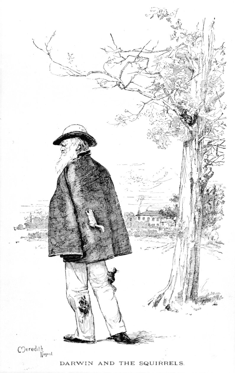 Darwin és a mókusok, illusztráció Charles Darwintól, Charles Frederick Holder élete és munkássága, 1899 alkotó: Meredith Nugent