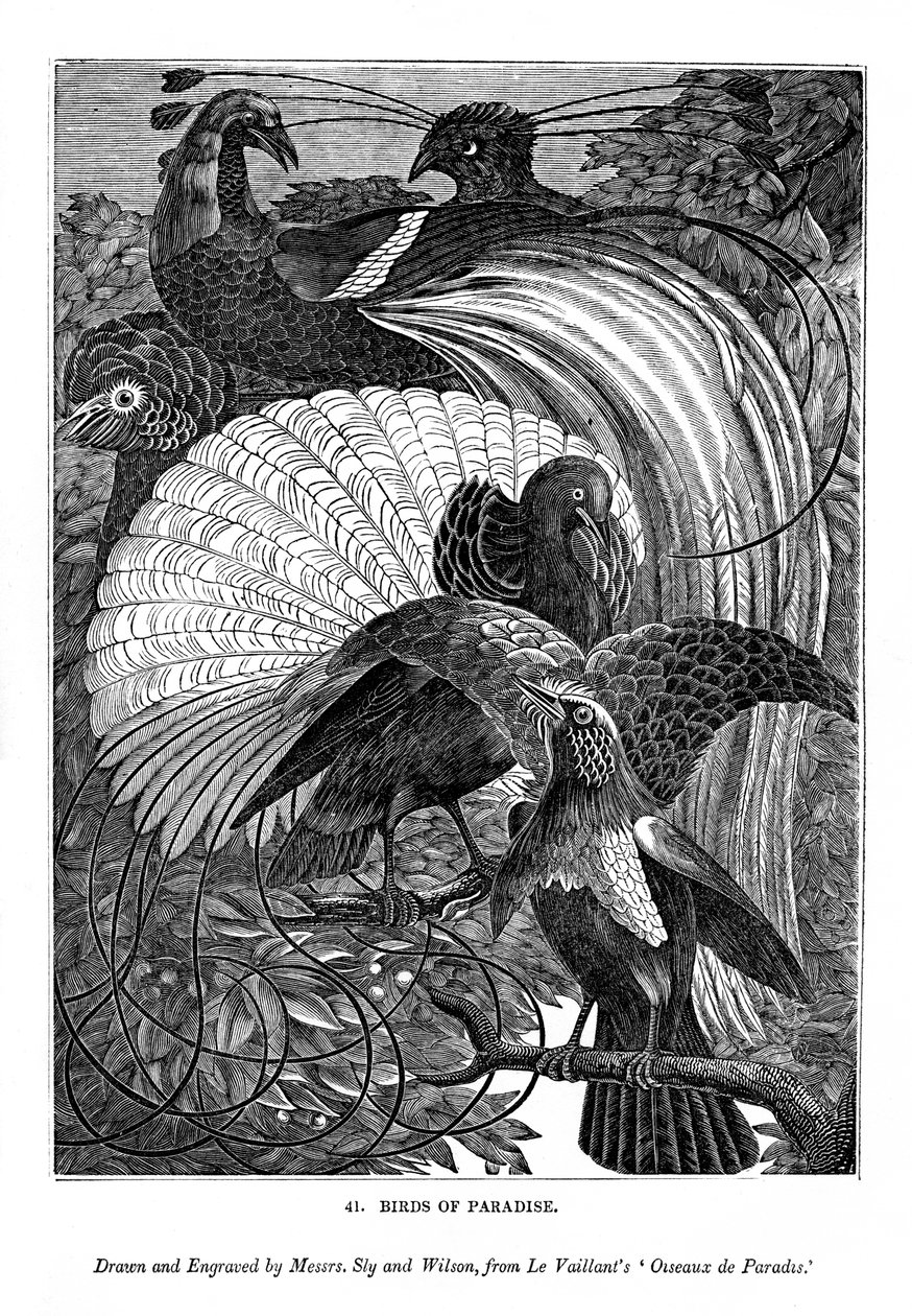 A Paradicsom madarai, 1770-1820, 1843 alkotó: Messrs Sly and Wilson