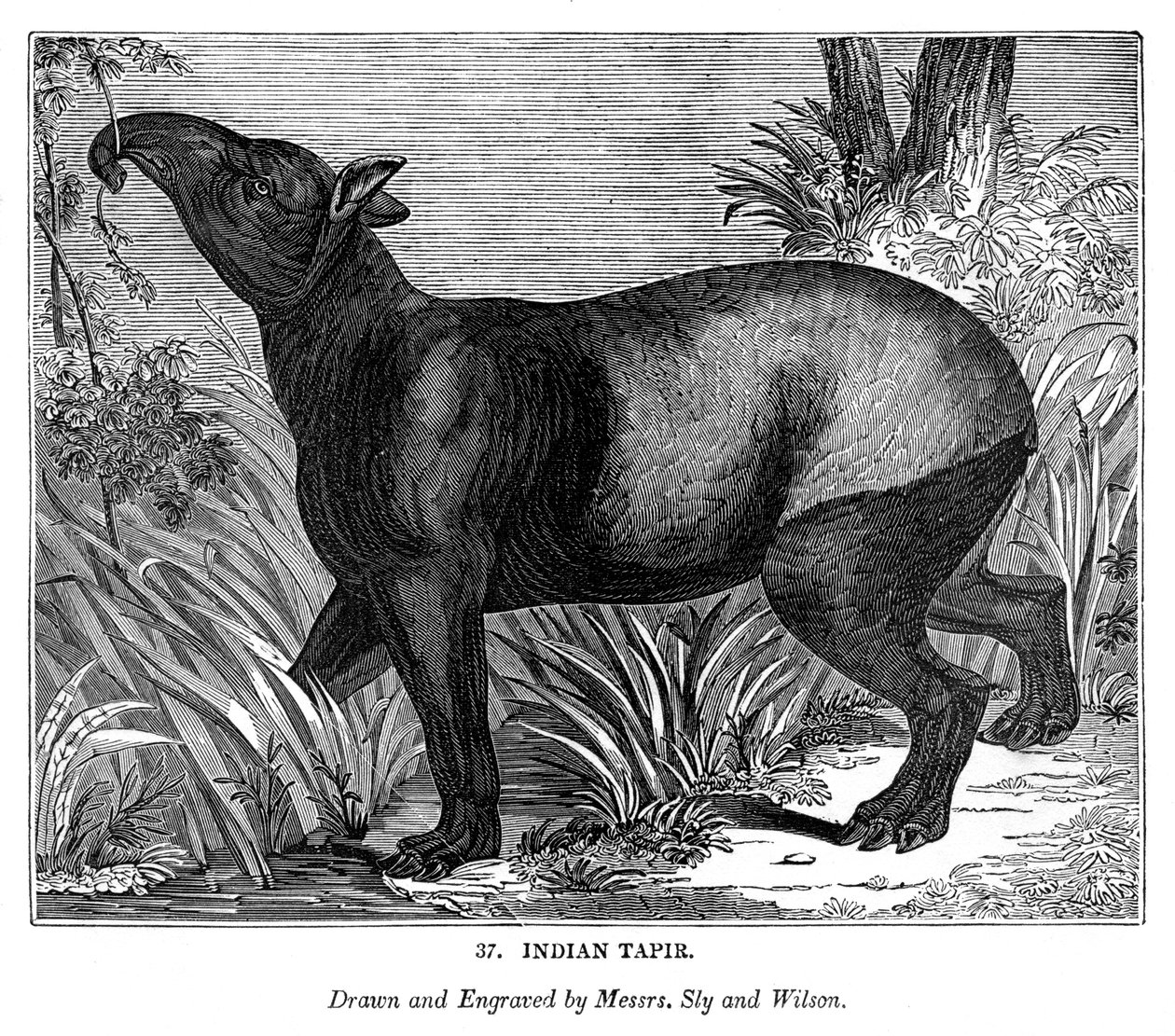 indiai tapír, 1843 alkotó: Messrs Sly and Wilson
