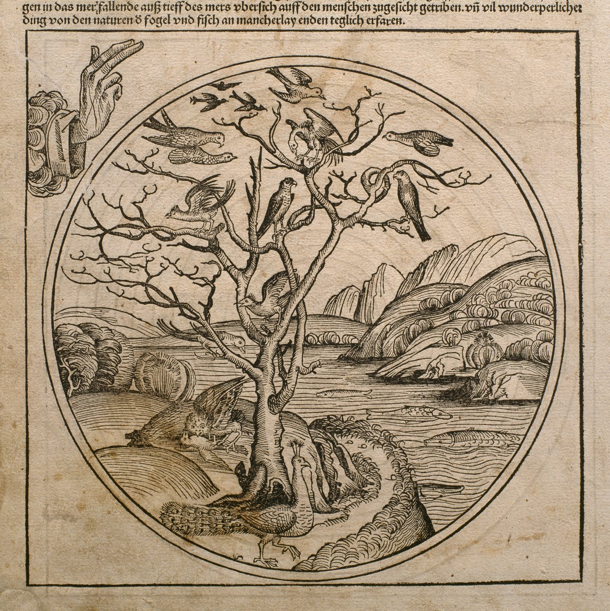 Az Atyaisten, aki megteremtette a madarakat és a halakat, illusztráció Hartmann Schedel (1440-1514) „Liber Chronicarum” című művéből, amelyet Nürnbergben adtak ki, 1493 alkotó: Michael and Pleydenwurff, W. Wolgemuth