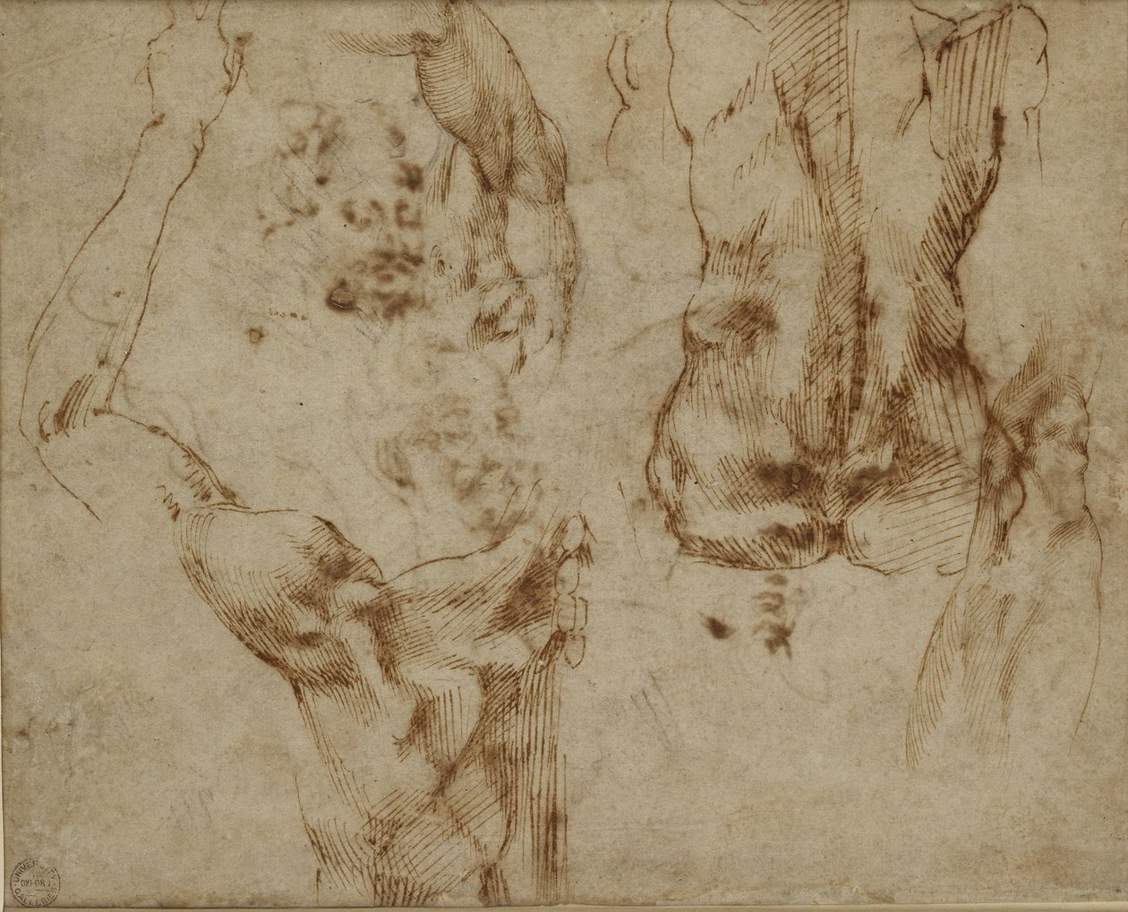 A hát és a váll vizsgálata alkotó: Michelangelo Buonarroti