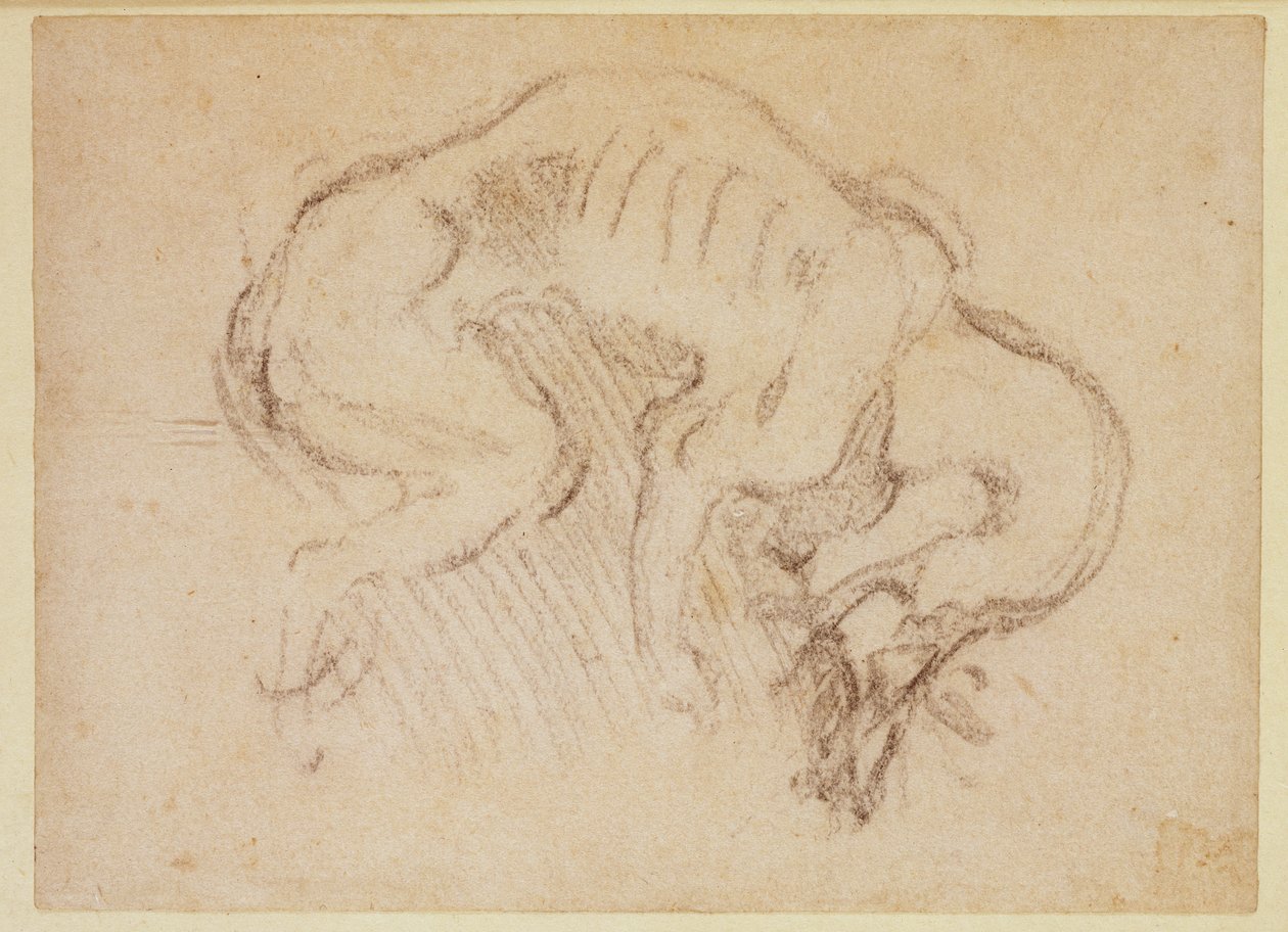 Tanulmány egy kutyáról (szén papíron) (rekto) alkotó: Michelangelo Buonarroti