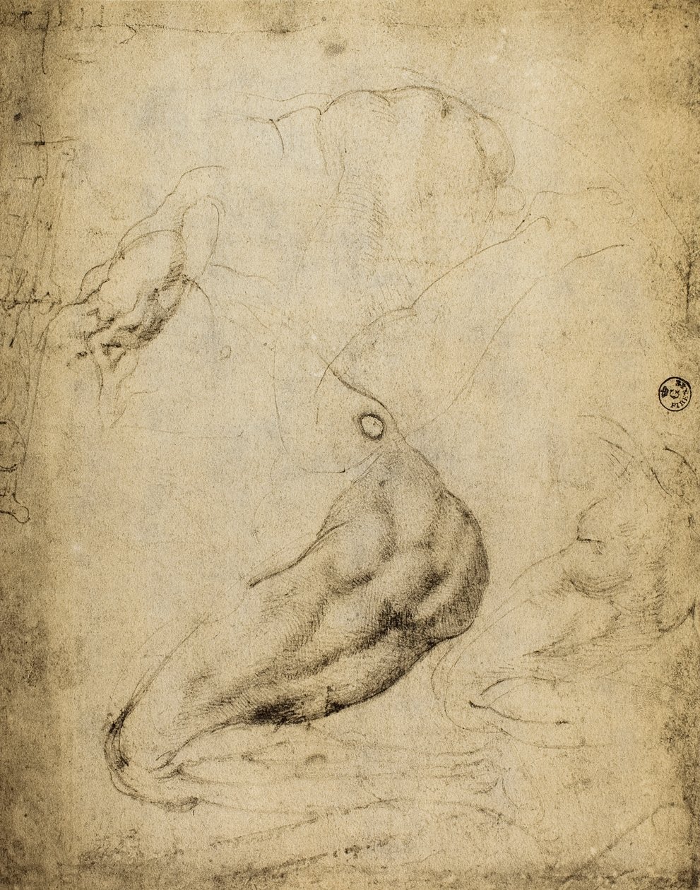 Anatómiai tanulmány: Michelangelo rajza, amelyet a Firenzei Uffizi Galéria Rajzok és Nyomtatványok termében őriznek. alkotó: Michelangelo Buonarroti
