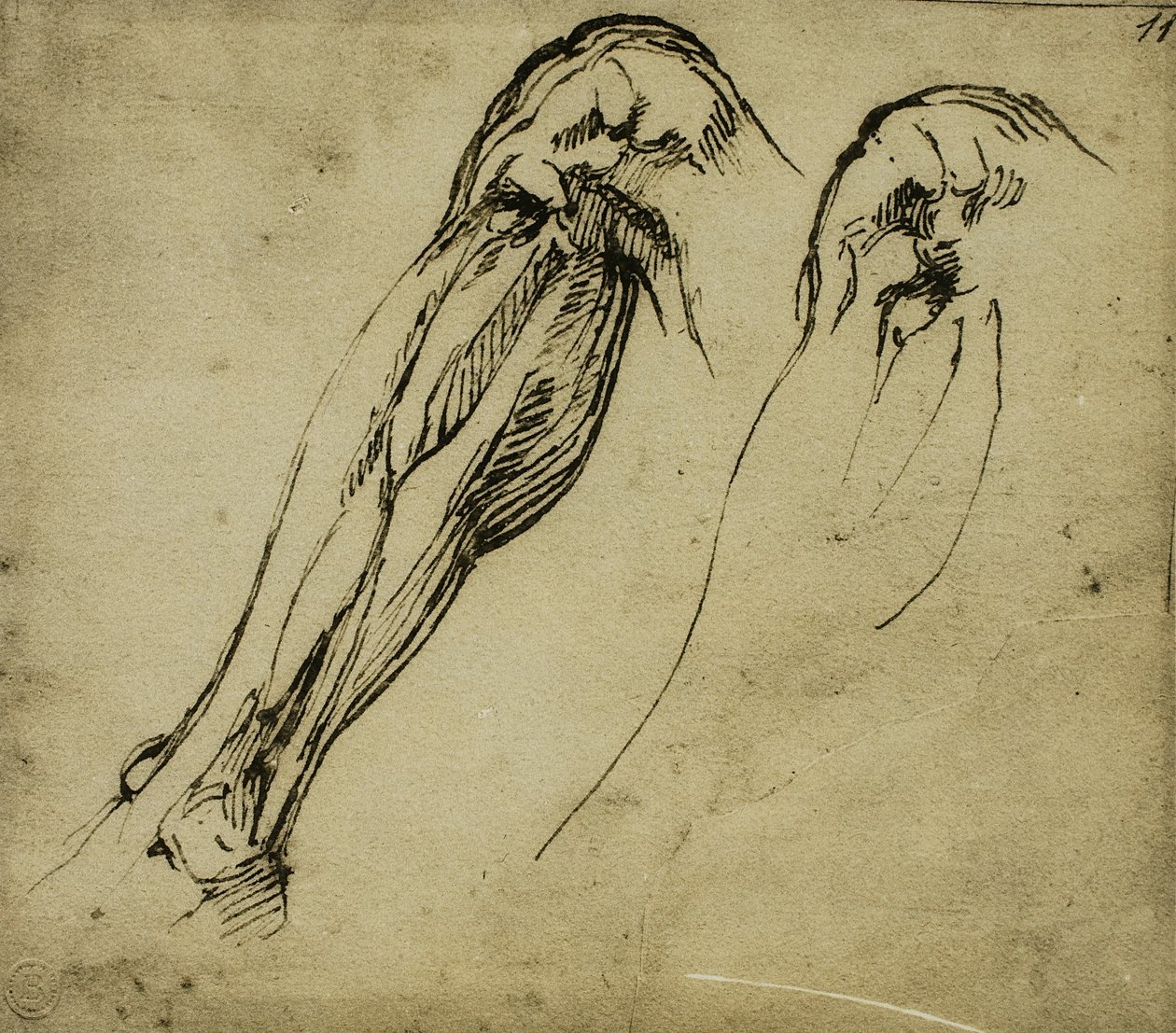 Egy láb anatómiai tanulmányai, Michelangelo rajza. Casa Buonarroti, Firenze alkotó: Michelangelo Buonarroti