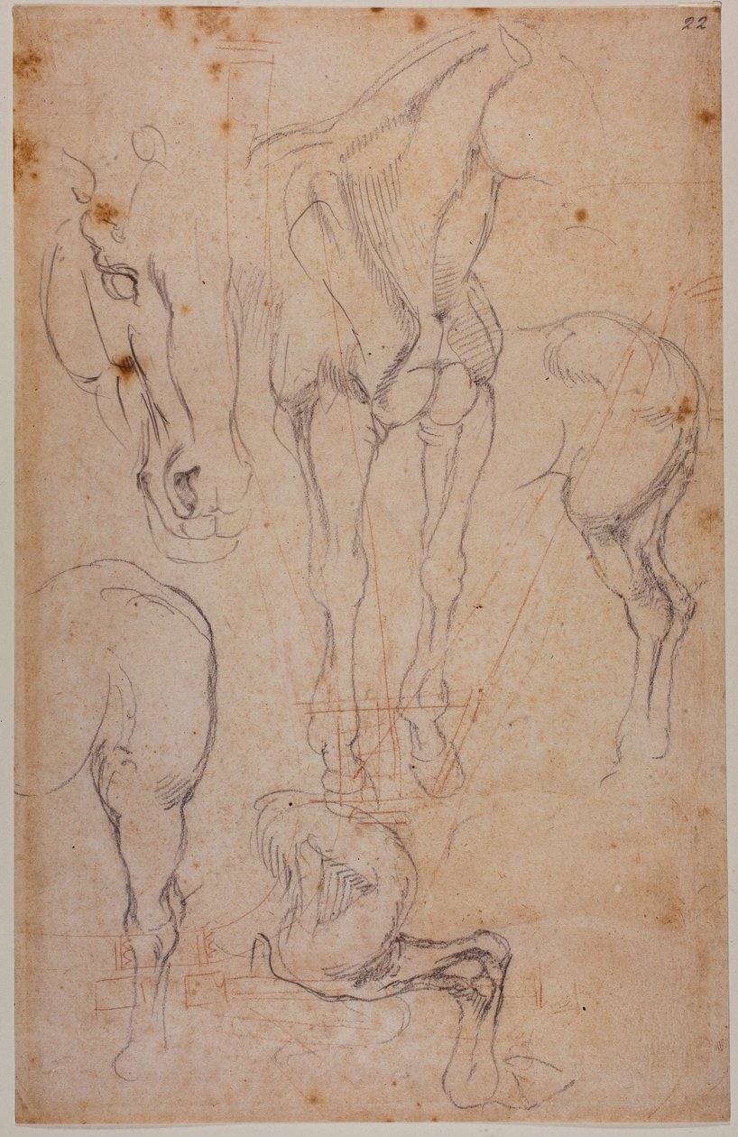 Anatómiai tanulmányok egy lóról alkotó: Michelangelo Buonarroti