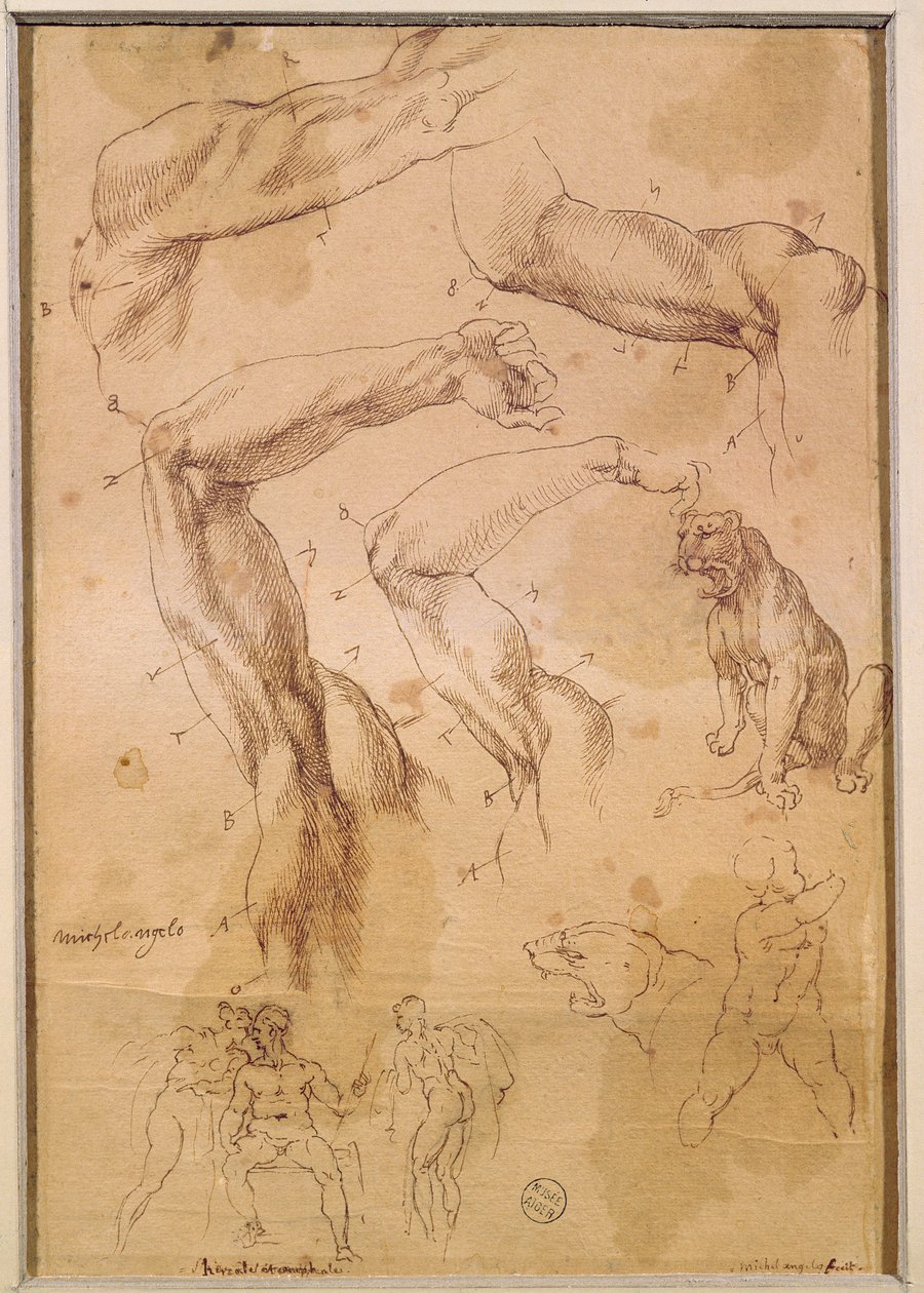 Ms H 184 fol.202 Tanulmányok felemelt karokról, egy vadmacskáról és egy figuracsoportról alkotó: Michelangelo Buonarroti