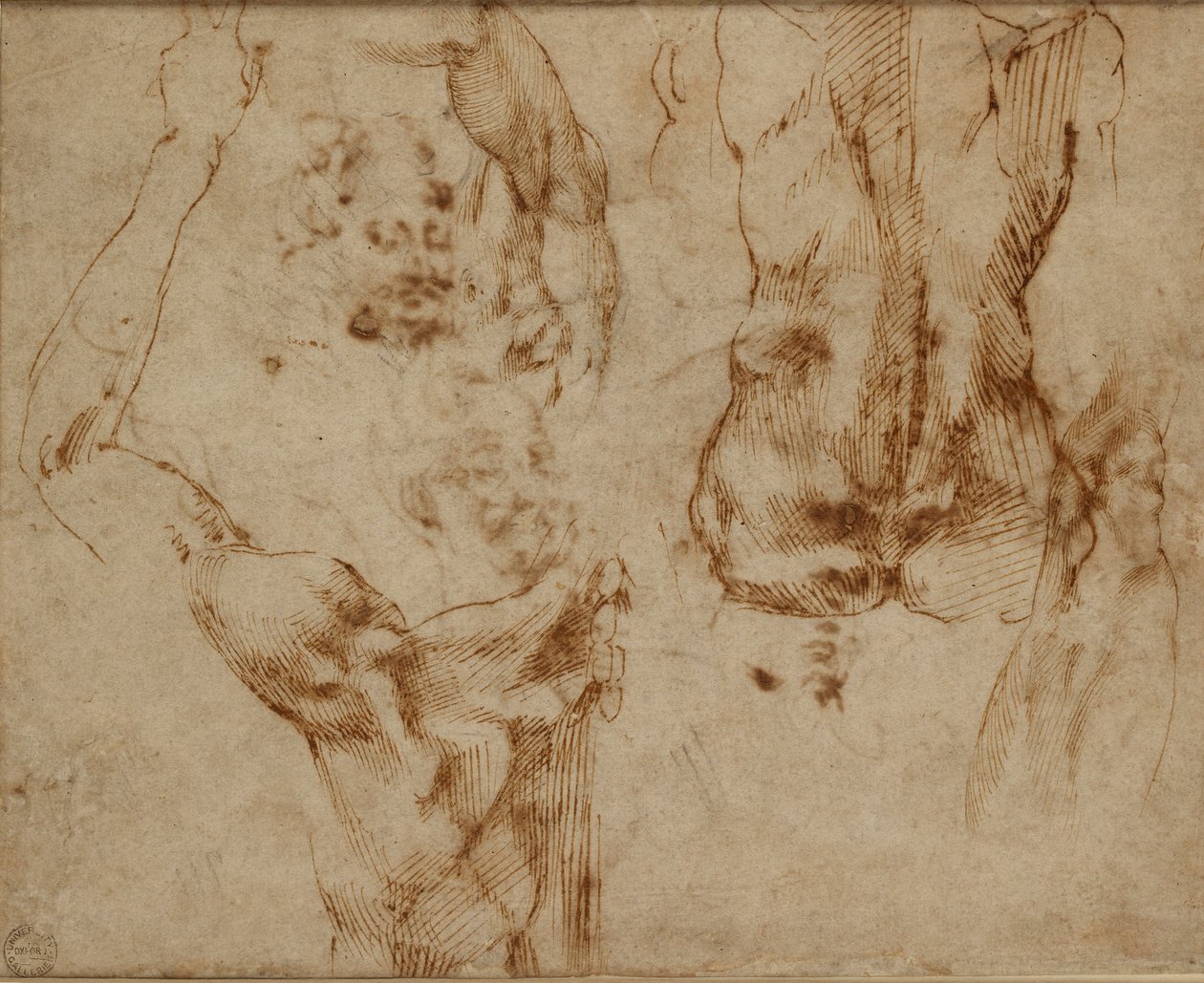 Akt tanulmányok, c1490-1560 alkotó: Michelangelo Buonarroti