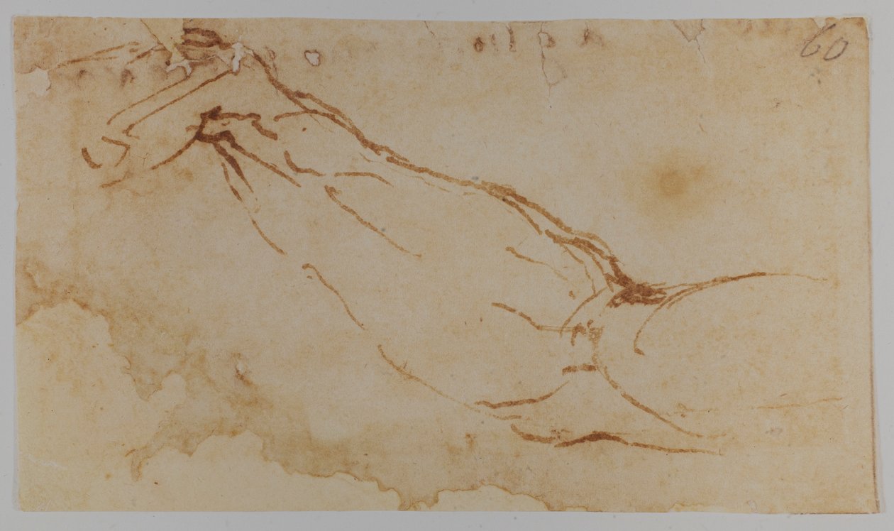 Vázlat a "Léda" jobb karjához, 1528-1530 (rajz) alkotó: Michelangelo Buonarroti